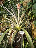 Miniatura para Aechmea aquilega