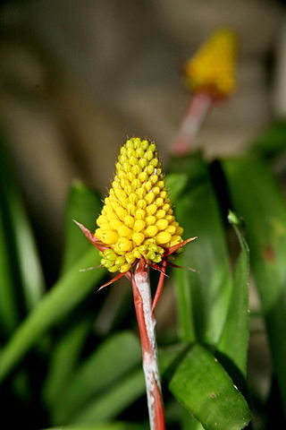 <i>Aechmea calyculata</i> Species of plant