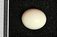 Egg, Collection Museum Wiesbaden Aegolius funereus MWNH 0657.JPG