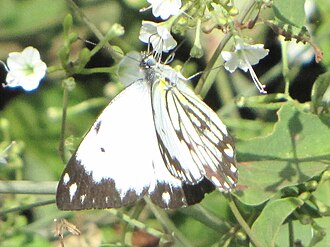 B. c. severina, Tanzania African Common White, Tanzania.jpg
