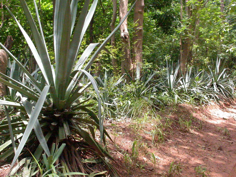 File:Agave sisalana MS4043.JPG