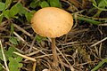 Agrocybe paludosa