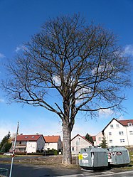 Maple in Nüdlingen, 1.jpg
