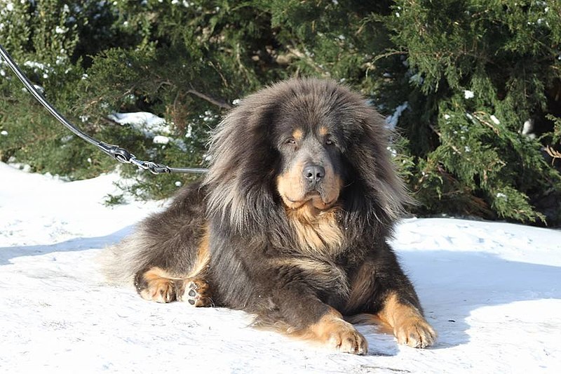 File:Aigrette Velikiy (Tsaluma say strazce z Tibetu x Legenda Tibeta vlastelin kolets).jpg