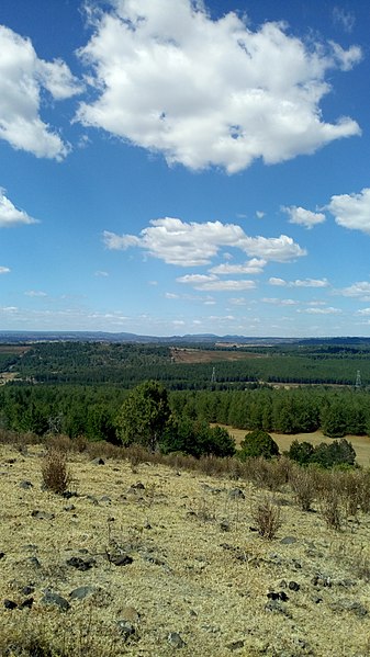 File:Ainabkoi Forest.jpg