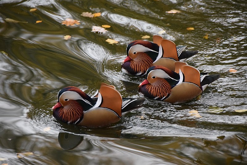 File:Aix galericulata 0001.jpg