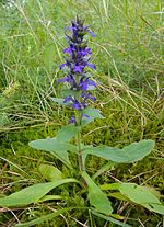 Miniatura para Ajuga genevensis