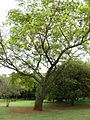 Albizia versicolor tree.jpg