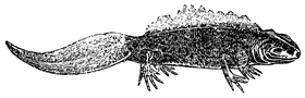 Fig. 8. Watersalamander. (Triton cristatus.)