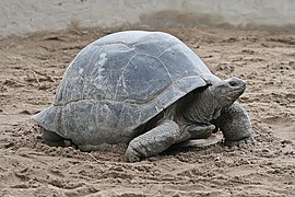 Aldabra Giant Tortoise Geochelone gigantea edit1