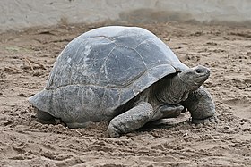 Aldabra Giant Tortoise Geochelone gigantea edit1.jpg