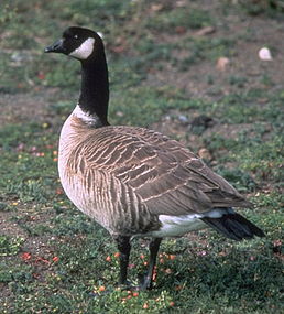 Алеутська казарка Branta hutchinsii leucopareia