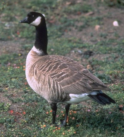 Foto van een Kleine Canadese Gans