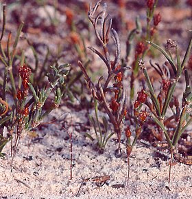 Alexgeorgea buried flowers.jpg