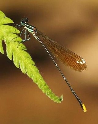 <i>Allocnemis leucosticta</i> Species of damselfly