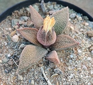 <i>Aloinopsis rubrolineata</i> Species of plant