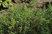 English: Alyssum lenense at the ÖBG Bayreuth Deutsch: Alyssum lenense im ÖBG Bayreuth