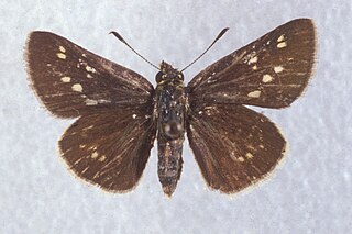 <i>Amblyscirtes reversa</i> Species of butterfly