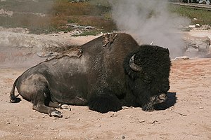 Bison