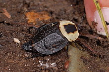 American carrion beetle.JPG