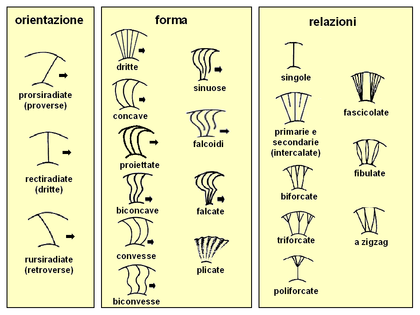 Principali tipi di coste e terminologia relativa in base all'orientazione, alla forma e alle relazioni reciproche. La freccia indica la direzione dell'apertura.