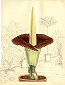 Gravura de Amorphophallus titanum, da autoria de Matilda Smith, publicada em Curtis's, 1891.