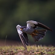 Amur falcon male in flight