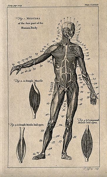 File:An écorché figure, front view, with right arm raised, and th Wellcome V0008428EL.jpg