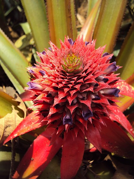 File:Ananas comosus 07.JPG