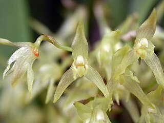 <i>Anathallis</i> Genus of orchids