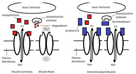 The effects of anatoxin-a on nicotinic acetylcholine receptors at the neuromuscular junction