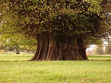 Ancient lime tree at Chilston Park, England Ancient lime tree - geograph.org.uk - 75721.jpg