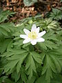 Anemone nemorosa close-up