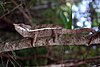 Caméléon Angel (Furcifer angeli) .jpg