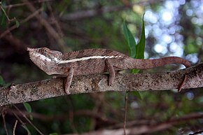 Beschrijving van de afbeelding Angel's kameleon (Furcifer angeli) .jpg.