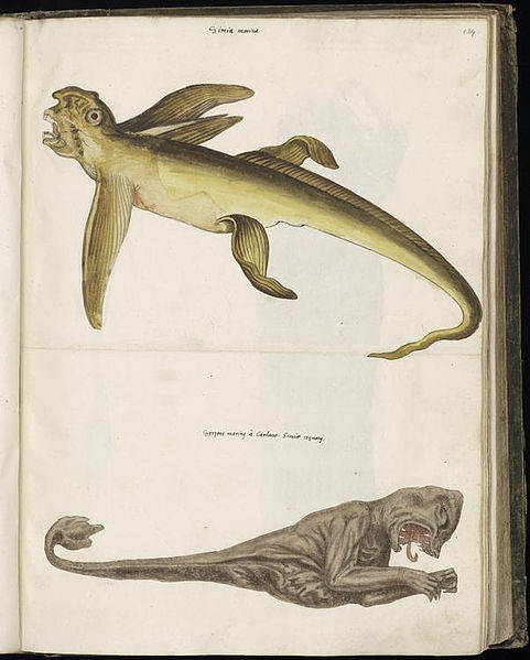 File:Animal drawings collected by Felix Platter, p1 - (31).jpg