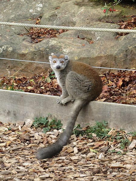 File:Animals in Parc de Thoiry 30.jpg