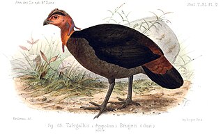 <span class="mw-page-title-main">Waigeo brushturkey</span> Species of bird