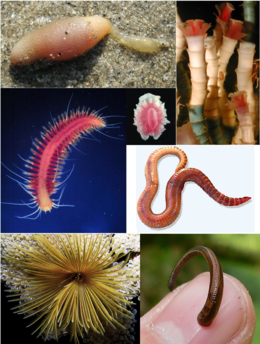 Annelida collage.png