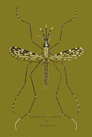 <i>Anopheles jamesii</i> Species complex of mosquito