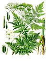 Anthriscus sylvestris - Köhler–s Medizinal-Pflanzen-162.jpg