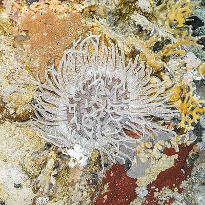 Sebae anemone (Heteractis crispa), Ras Muhammad National Park, Egypt