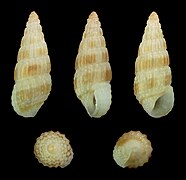 Apataxia cerithiiformis, shell
