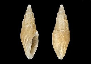 <i>Aphanitoma locardi</i> Species of gastropod