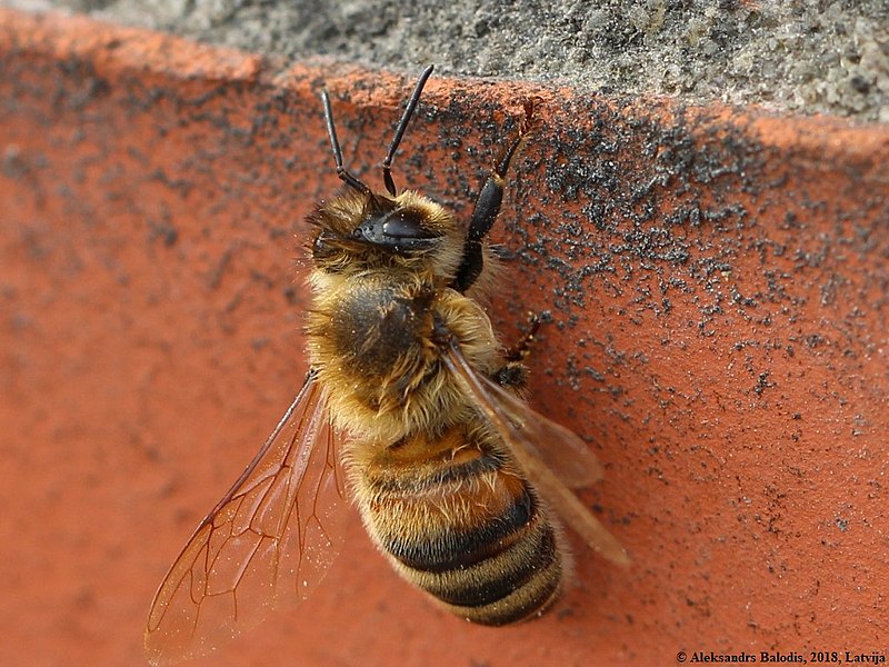 File:Apis mellifera 08.JPG