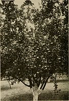 Apple growing in the Pacific northwest (1911) (19745529745) .jpg
