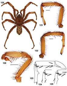 Aptostichus pennjillettei anatomy.jpg