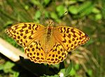 Argynnis paphia