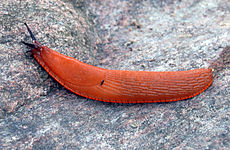 Arion vulgaris