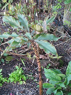 <i>Arisaema <span style="font-style:normal;">sect.</span> Nepenthoidea</i> Subgenus of flowering plants